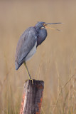 Tri-colored Heron