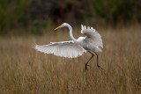 Great Egret