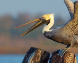 Brown Pelican