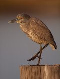 Yellow-crowned Night Heron Juvenile