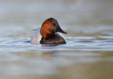 Canvasback