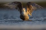 Herring Gull Bathing 