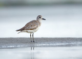 Black-bellied Plover