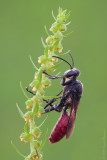 Digger Wasp