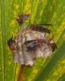 Wasp Nest on Palmetto