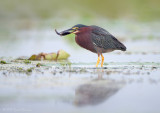 Green Heron