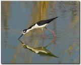 Black Neck Stilt