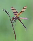 Halloween Pennant
