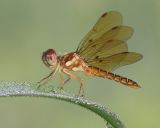 Eastern Amberwing