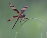 Halloween Pennant