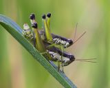 Mating Hoppers