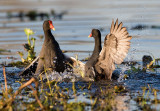 Battling Moorhens