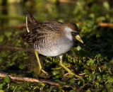 Sora Rail