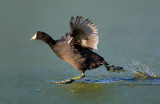 Coot on the Run