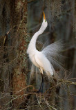 Great Egret Display