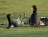 Fighting Moorhens