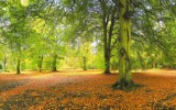 Thetford forest in autumn