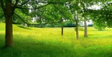 Rochdale meadow.jpg