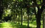 kancheepuram