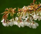 Cherry blossoms in sun.jpg