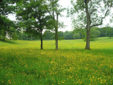 Rochdale meadow_3.jpg