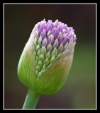 Bud, Courts Garden