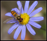 Hoverfly