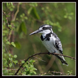 Pied Kingfisher, Kazinga Channel, Uganda