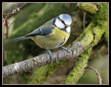 Blue Tit