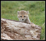 Cheetah Cub 