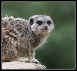 Meerkat