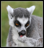 Ring Tailed Lemur