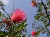 Calliandra