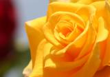 Yellow rose, PhotoForum