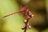 Dragonfly, PictureOfTheDay
