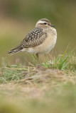 Morinelplevier - Charadrius morinellus, Brecht GSV, 17/09/08