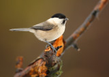 Willow tit - Parus montanus