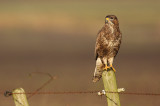 Buzzard - Buteo buteo