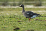 White-fronted goose - Anser albifrons