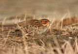 Little bunting/Dwerggors - Emberiza pusilla