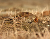 Little bunting/Dwerggors - Emberiza pusilla