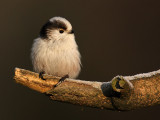 Long-tailed tit - Aegithalos caudatus