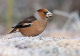 Hawfinch - Coccothraustes coccothraustes