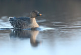 Bean goose - Anser fabalis