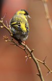 Siskin - Carduelis spinus