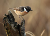 Stonechat - Saxicola torquata