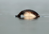 Black-necked grebe - Podiceps nigricollis