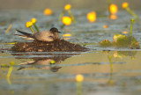 Black tern - Chlidonias nigra