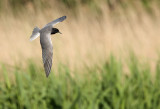 Black tern - Chlidonias nigra