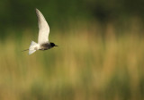 Black tern - Chlidonias nigra